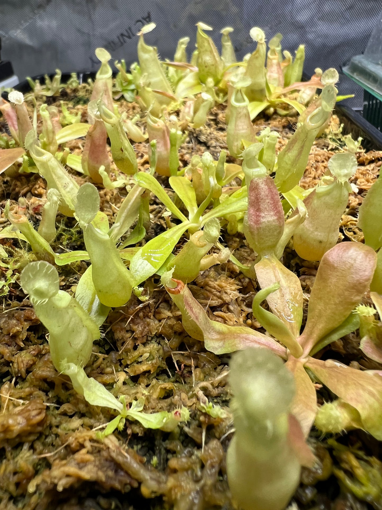 Nepenthes rafflesiana (JB x 'Thick Lip'), CAR-0368 - Pitcher Perfect Plants