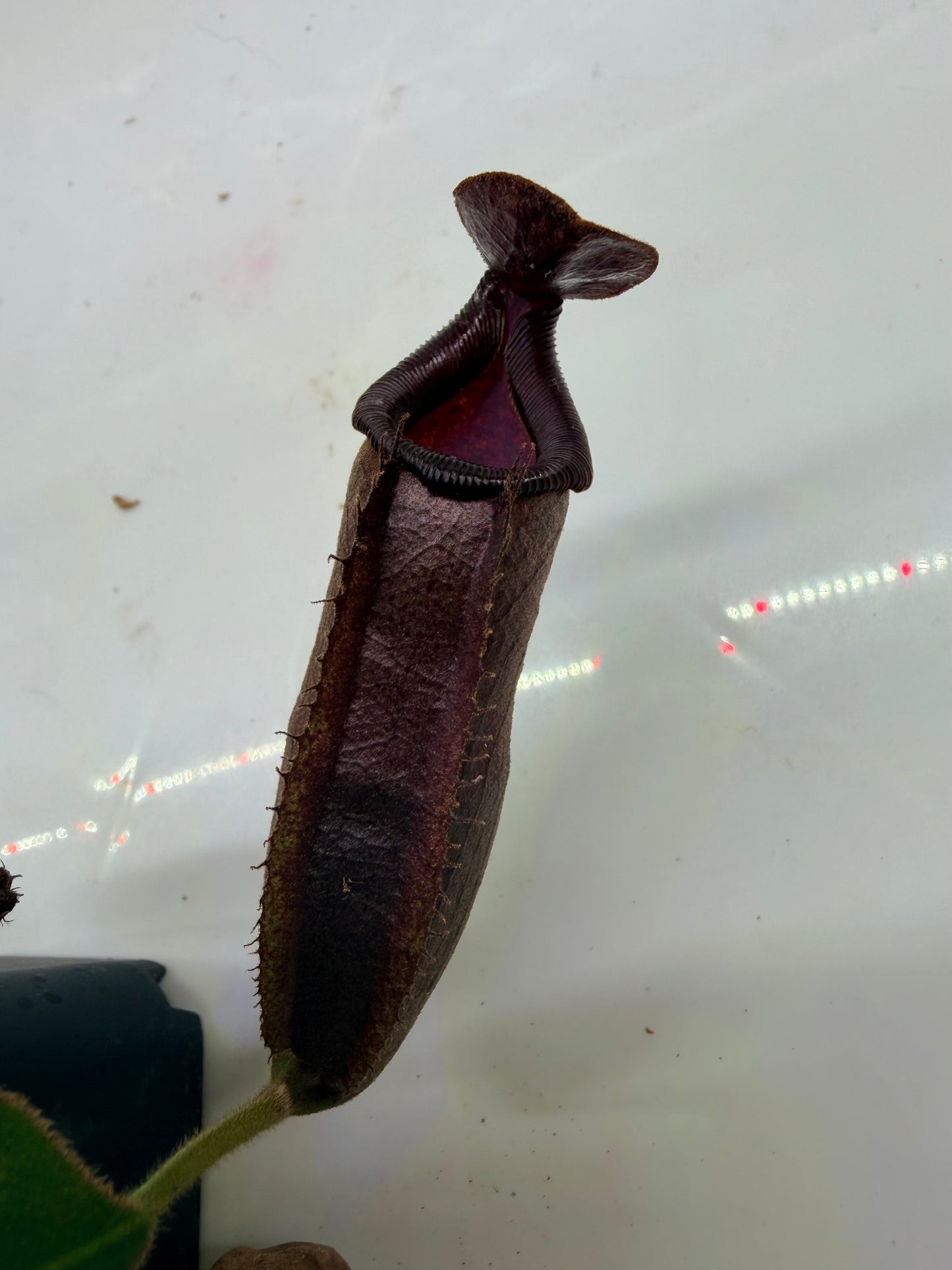Nepenthes naga 'Paul Barden' x veitchii 'Candy Dreams" - Pitcher Perfect Plants