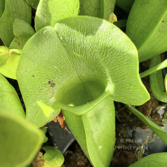 Sarracenia purpurea - Pitcher Perfect Plants