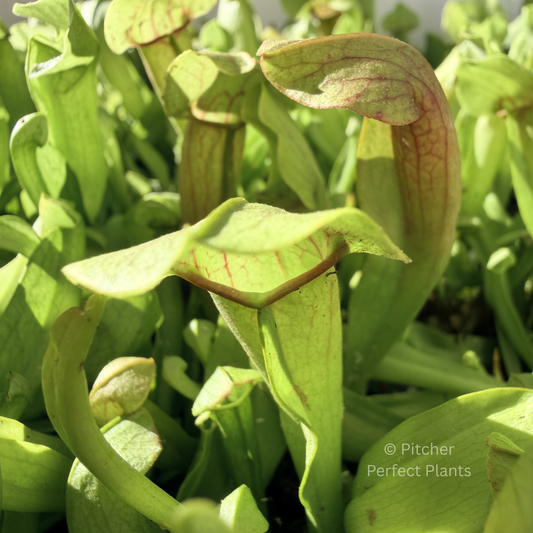Mystery Sarracenia - 1 per order - Pitcher Perfect Plants