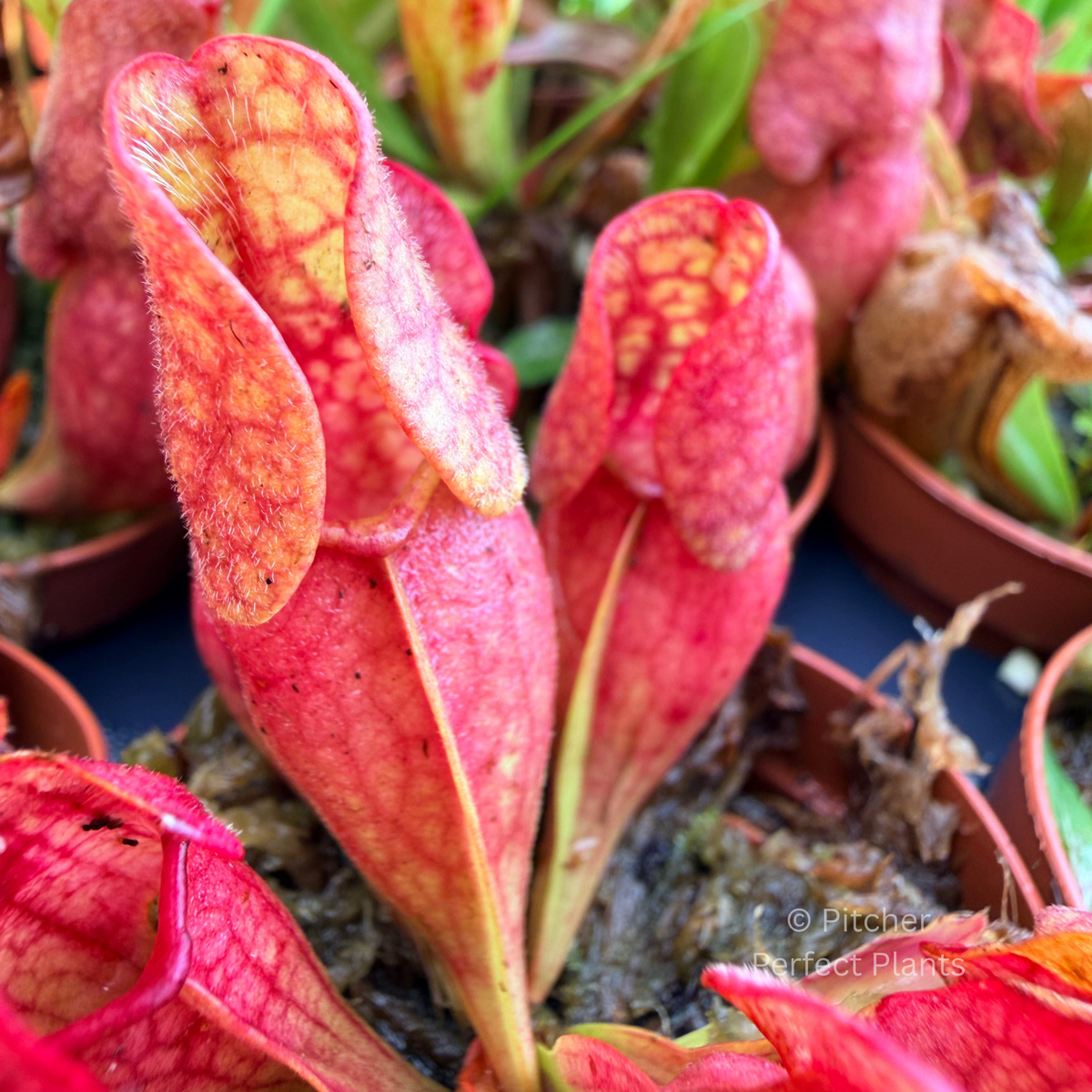 Sarracenia purpurea venosa - Pitcher Perfect Plants
