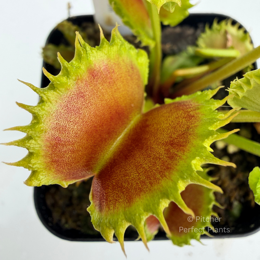 Dionaea muscipula 'Chinese Dumpling' - Pitcher Perfect Plants