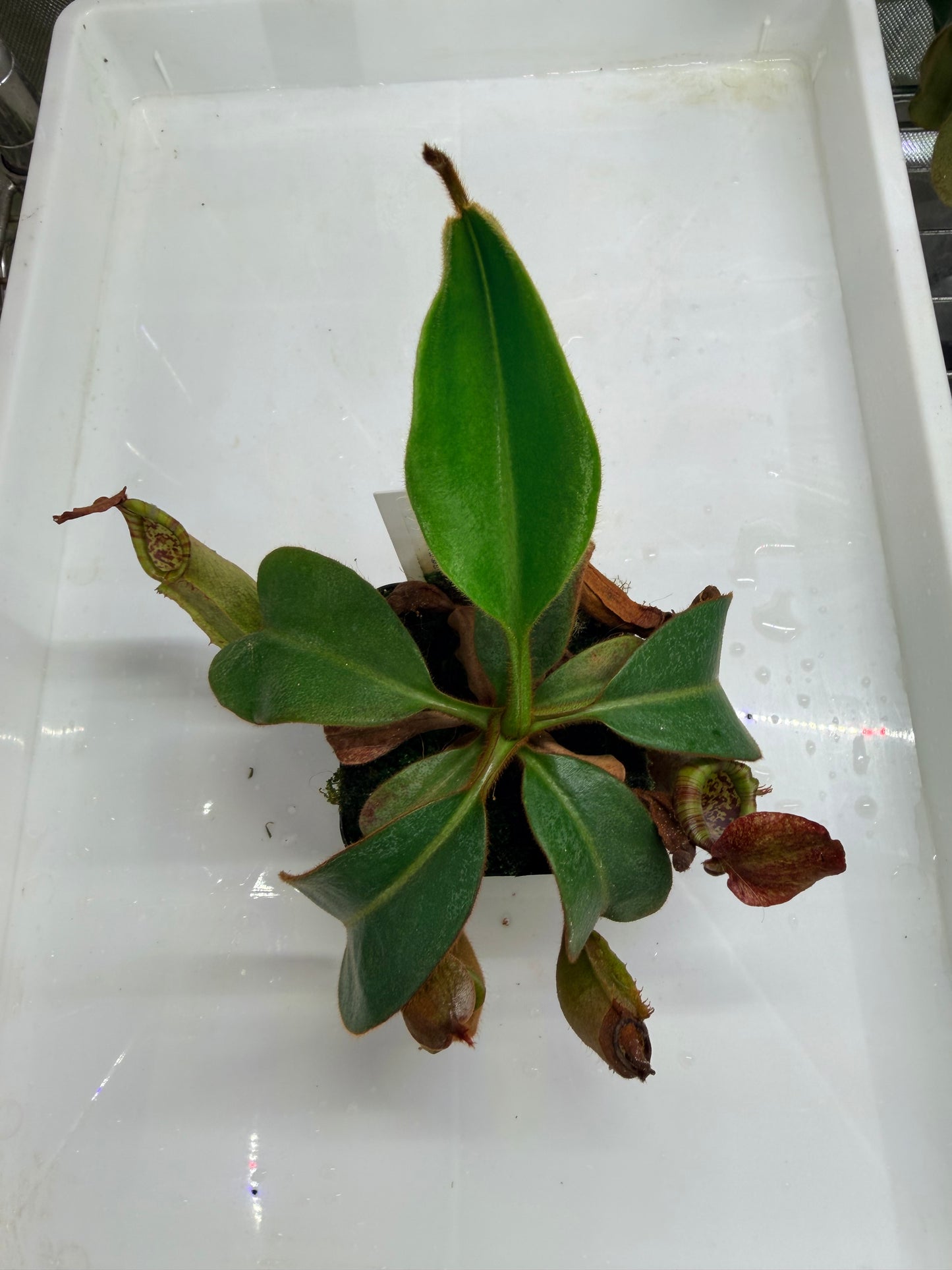 WYSIWYG Nepenthes (Splendid Diana x platychila) × veitchii (Murud × Candy)