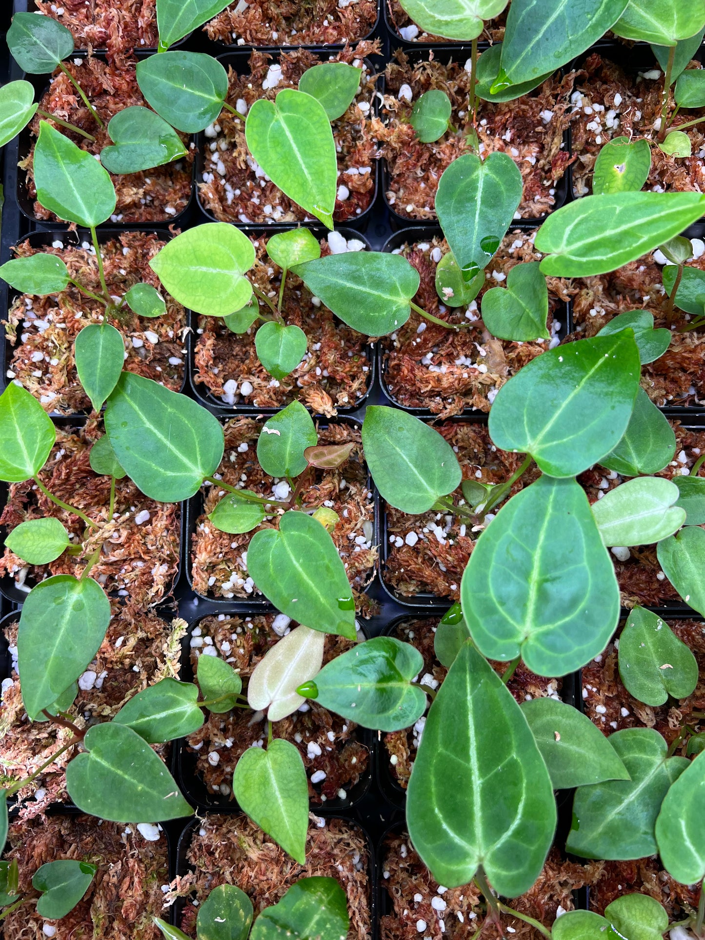 Anthurium magnificum (seed-grown) - Pitcher Perfect Plants