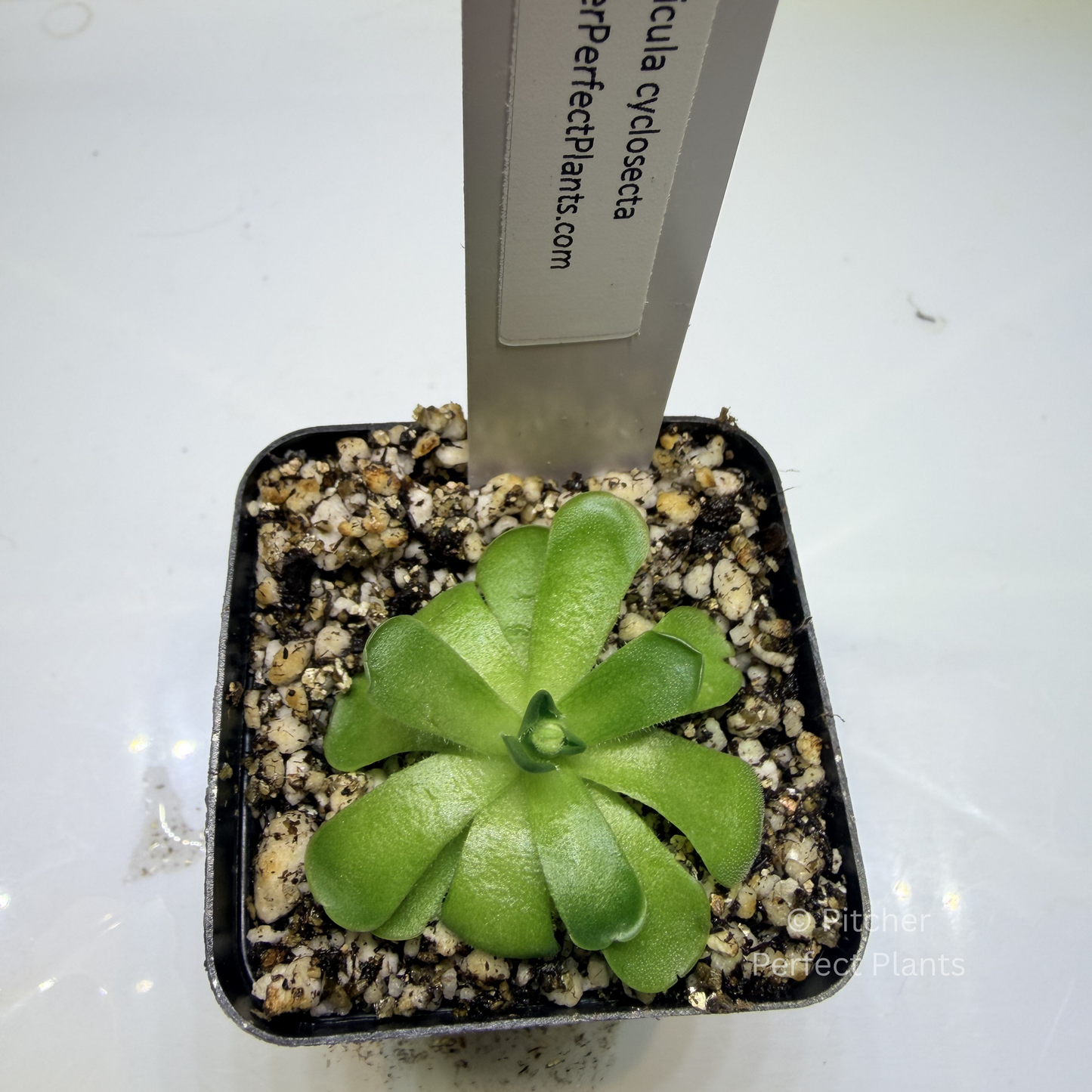 Pinguicula cyclosecta