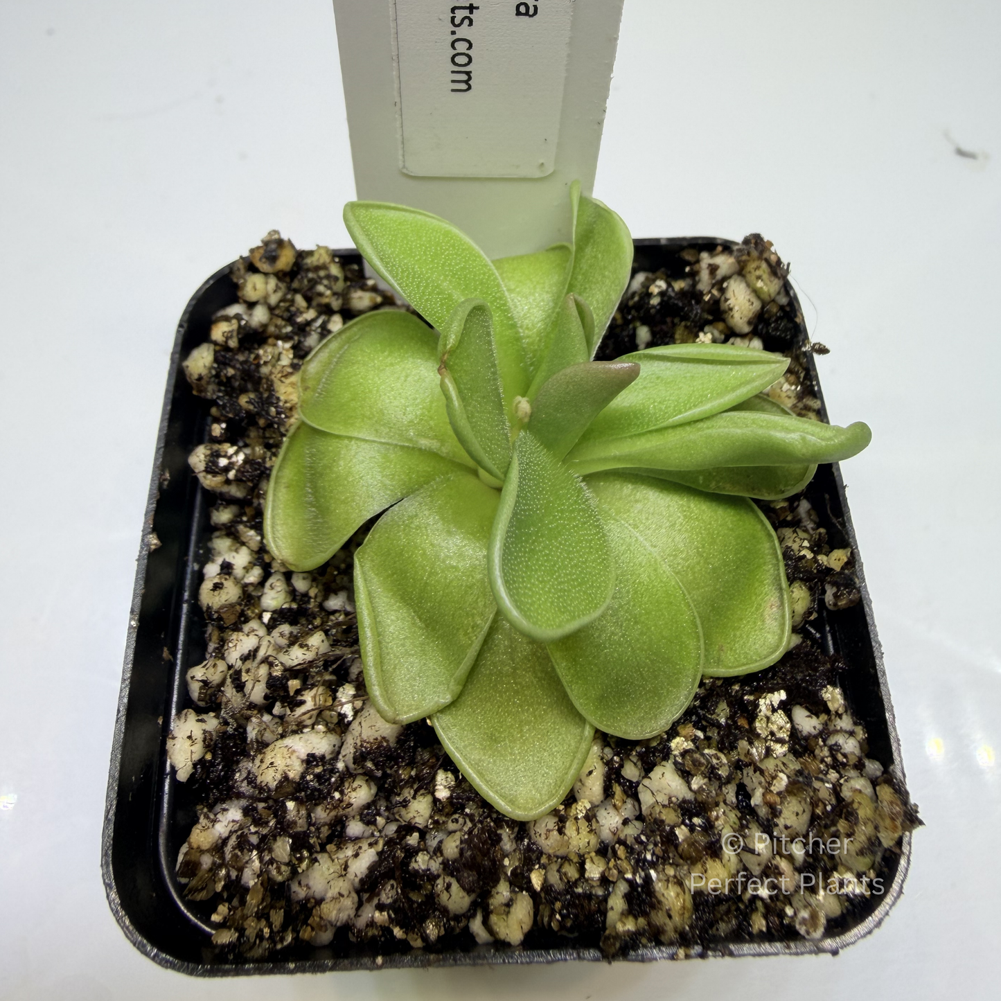 Pinguicula estrellita - Pitcher Perfect Plants