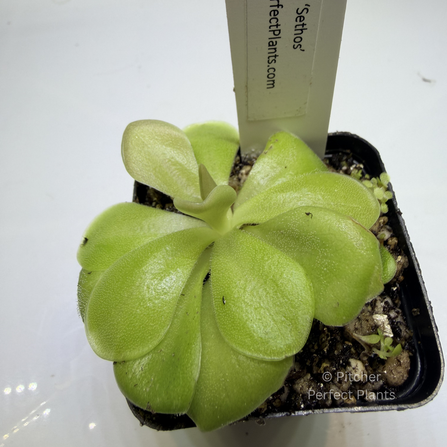 Pinguicula ‘Sethos’ - Pitcher Perfect Plants