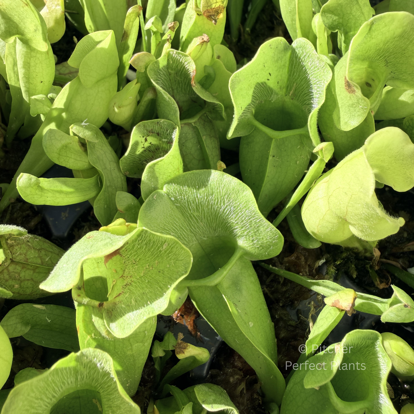 Sarracenia purpurea