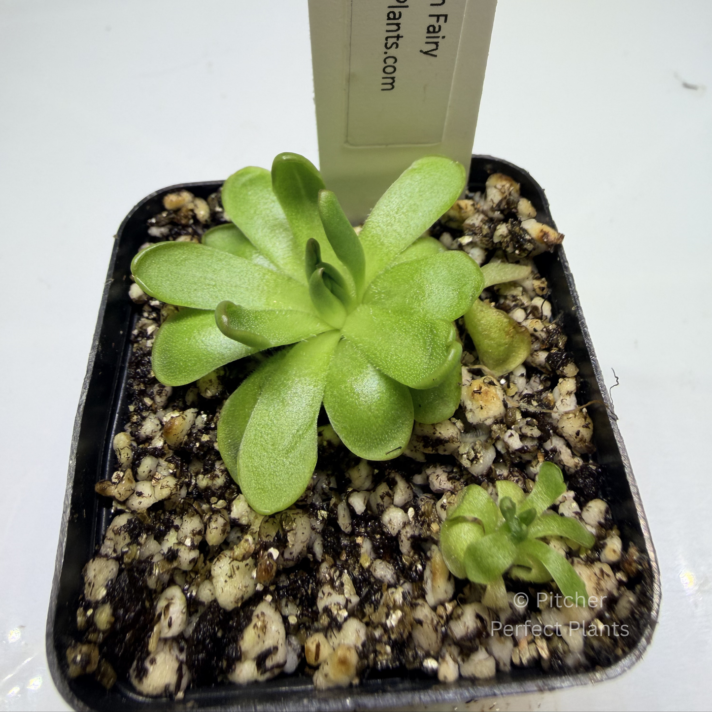 Pinguicula "Plum Fairy" - Pitcher Perfect Plants