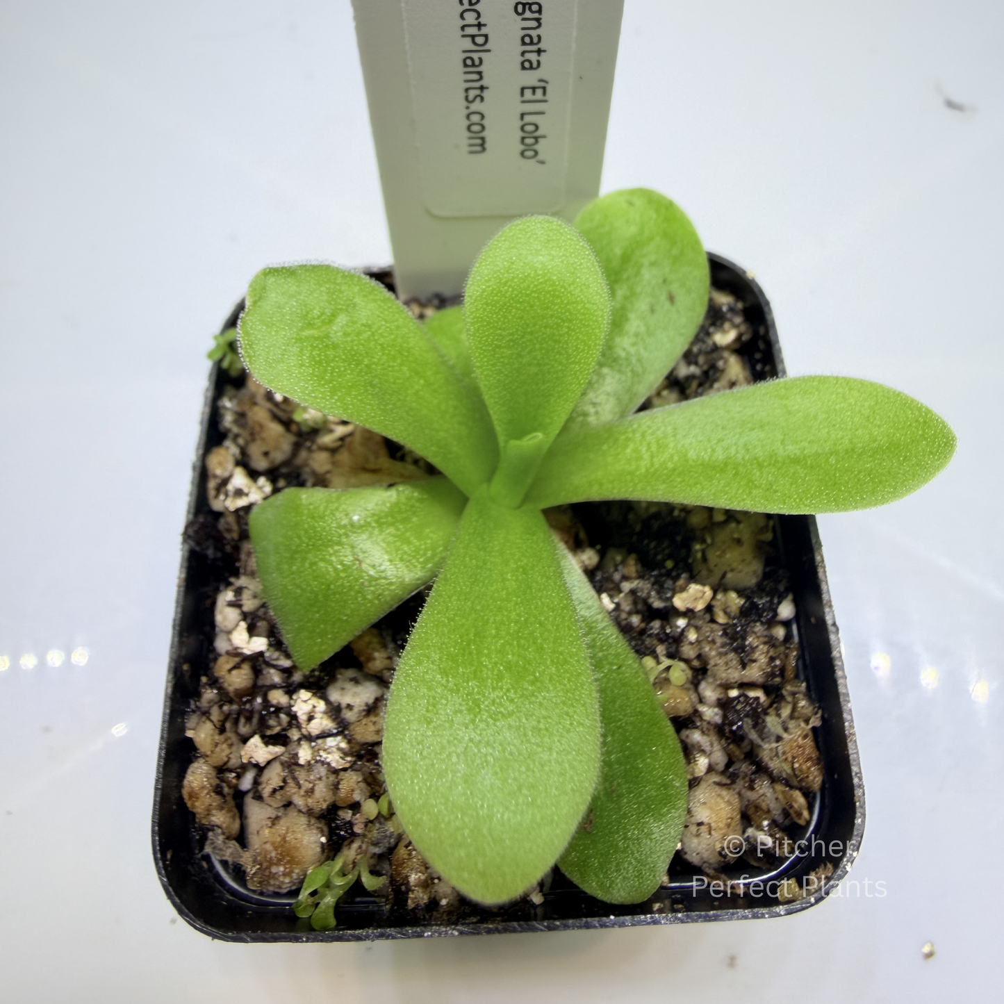 Pinguicula agnata ‘El Lobo’