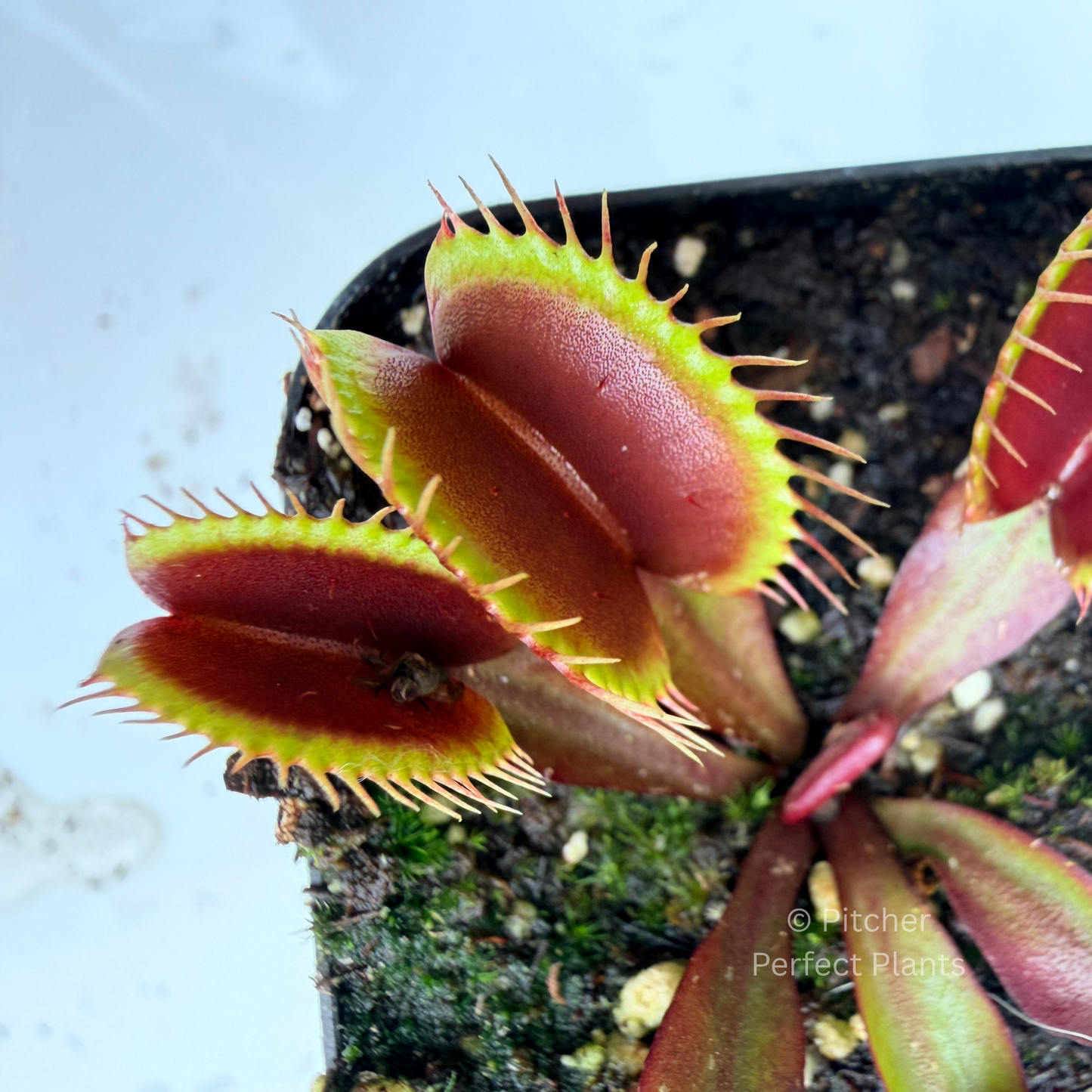 Dionaea muscipula 'Purple Haze'