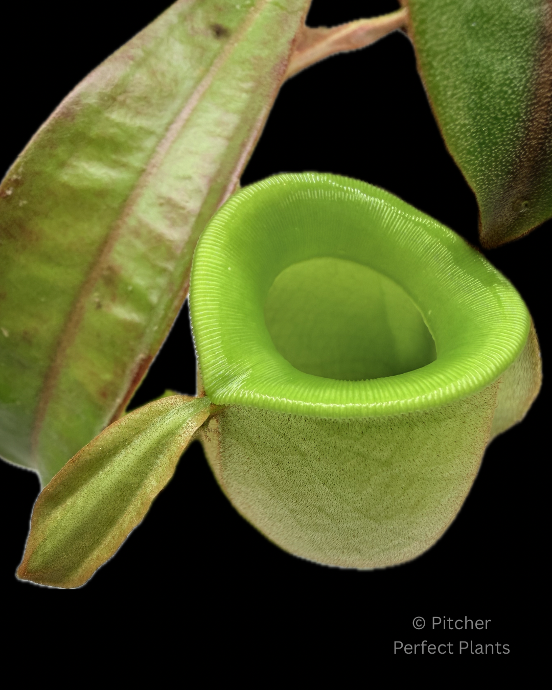 Nepenthes ampullaria, orange leaf (Tayeve, Irian Jaya) - Pitcher Perfect Plants