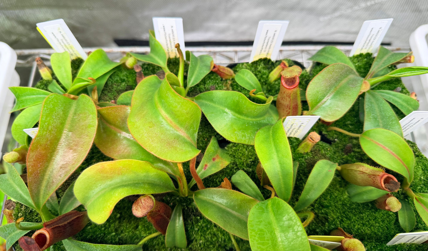 Nepenthes veitchii (CK mostly striped) x Trusmadiensis SG - Pitcher Perfect Plants