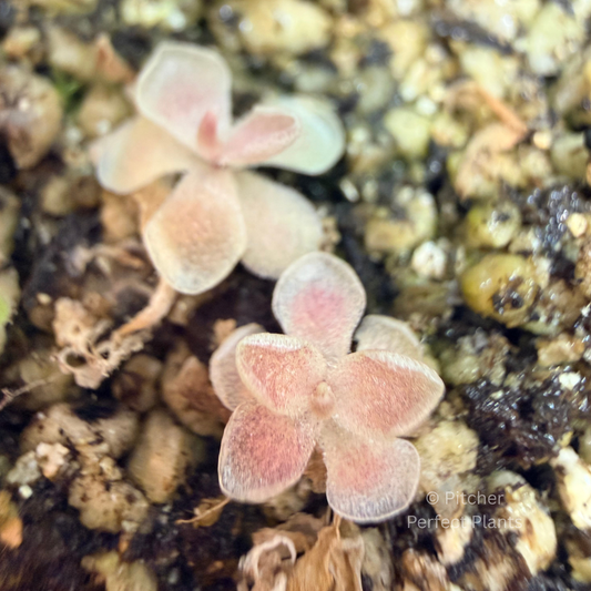 Pinguicula ehlersiae "Cotton Candy" - Pitcher Perfect Plants
