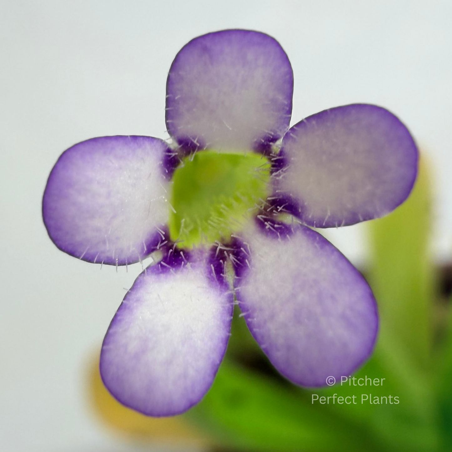 Pinguicula agnata ‘True Blue’