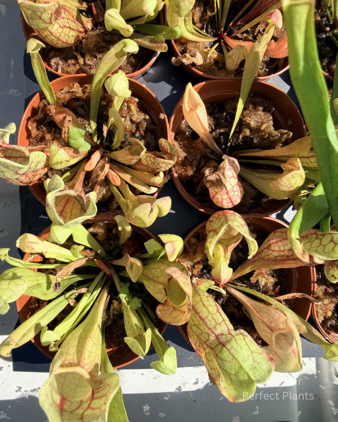 Sarracenia purpurea venosa - Pitcher Perfect Plants