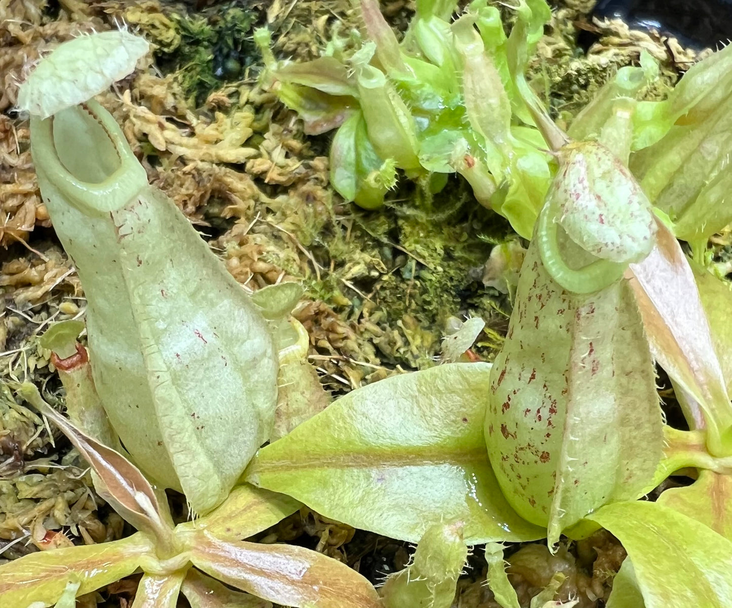Nepenthes rafflesiana (JB x 'Thick Lip'), CAR-0368 - Pitcher Perfect Plants
