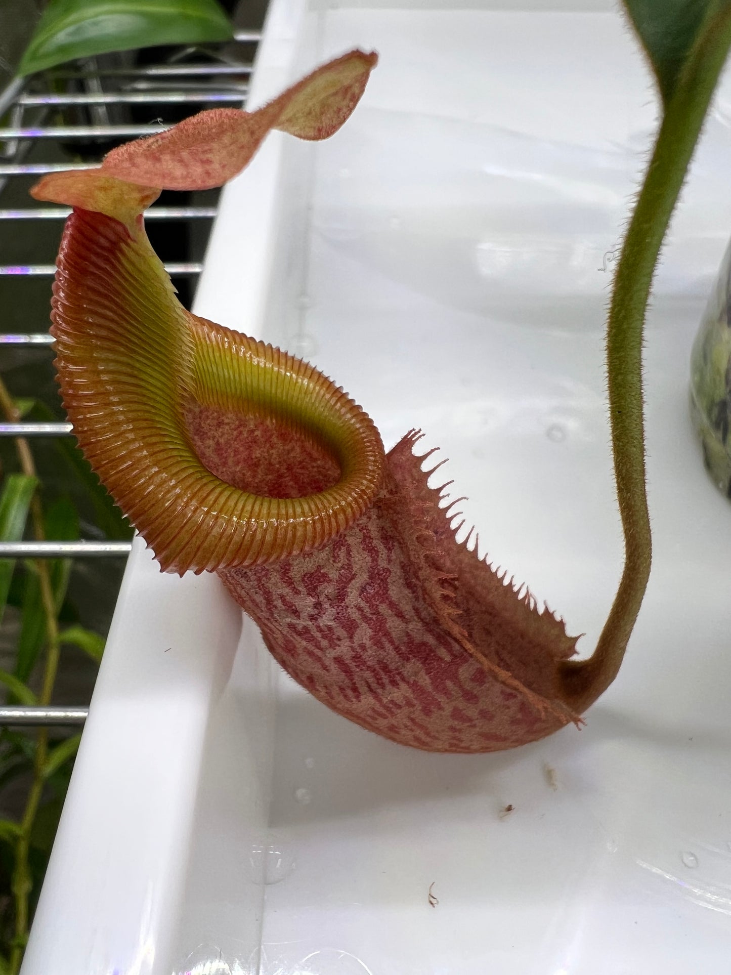 Nepenthes veitchii x (burbidgeae x edwardsiana) BE-4053 - Pitcher Perfect Plants