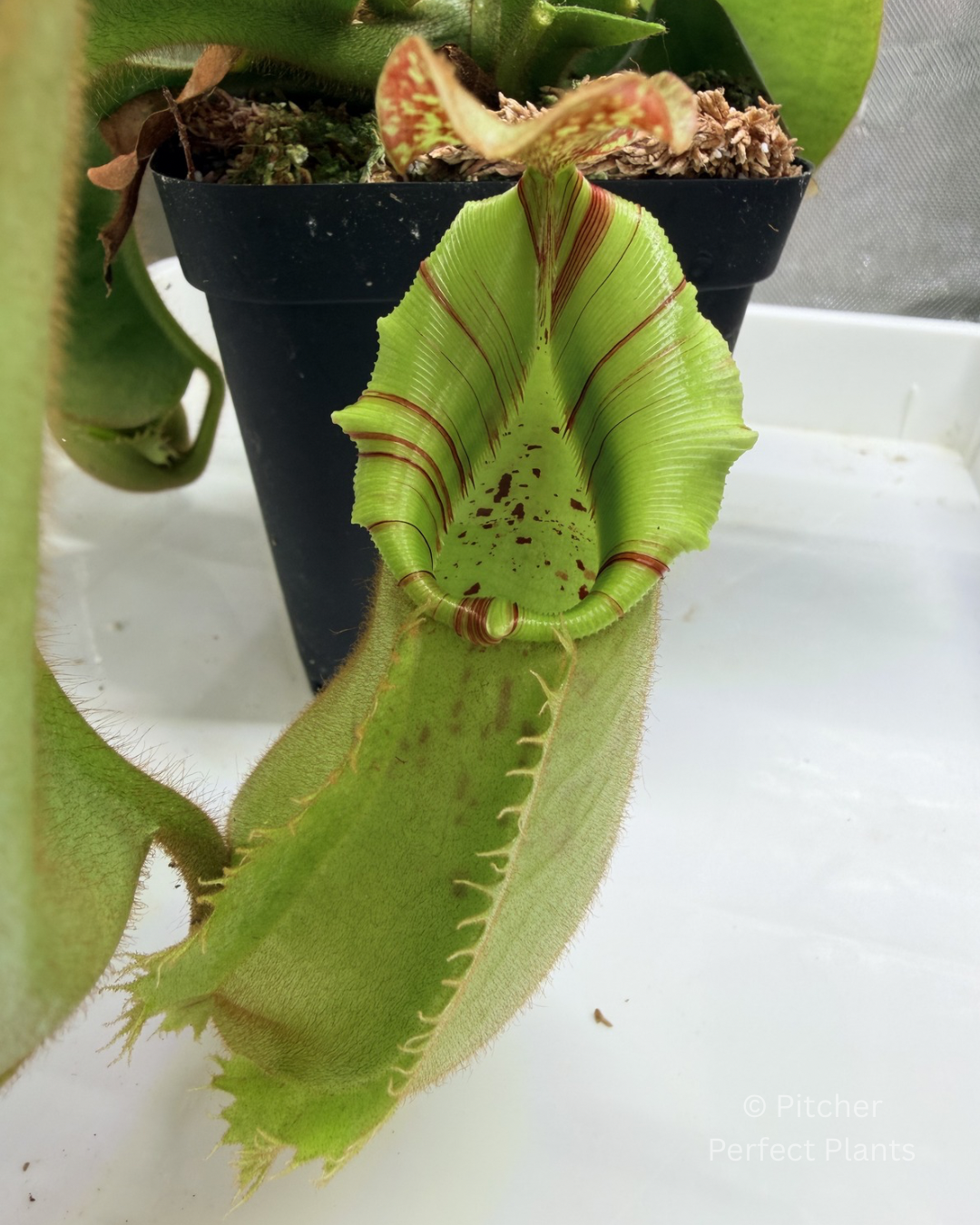Nepenthes veitchii (Thai Bareo Giant x 'Candy Dreams') - Pitcher Perfect Plants