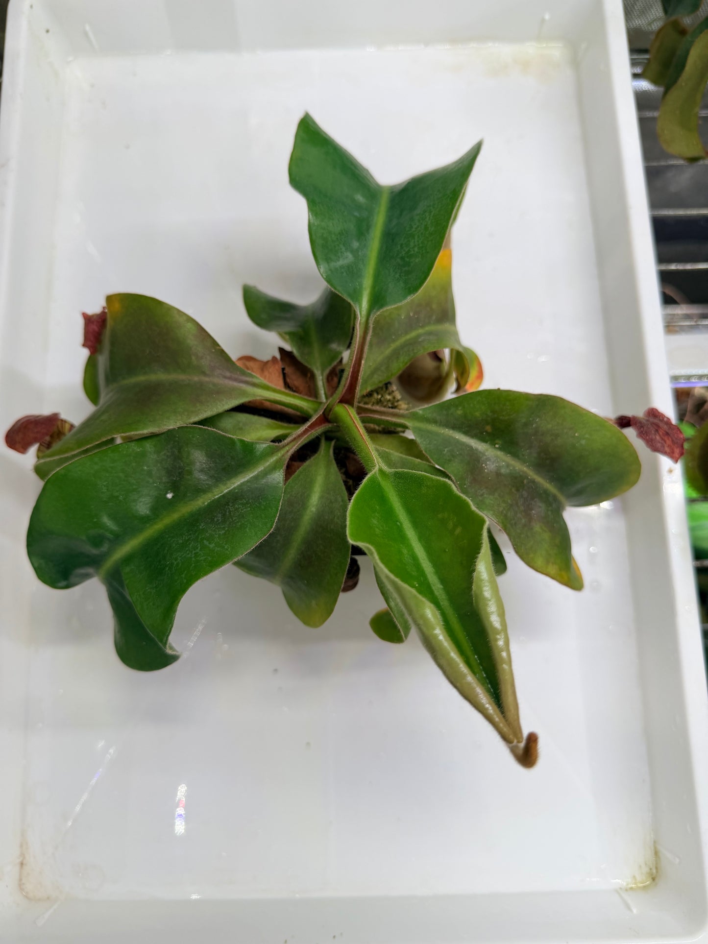 WYSIWYG Nepenthes (Marpesa x clipeata) x (maxima x veitchii highland)