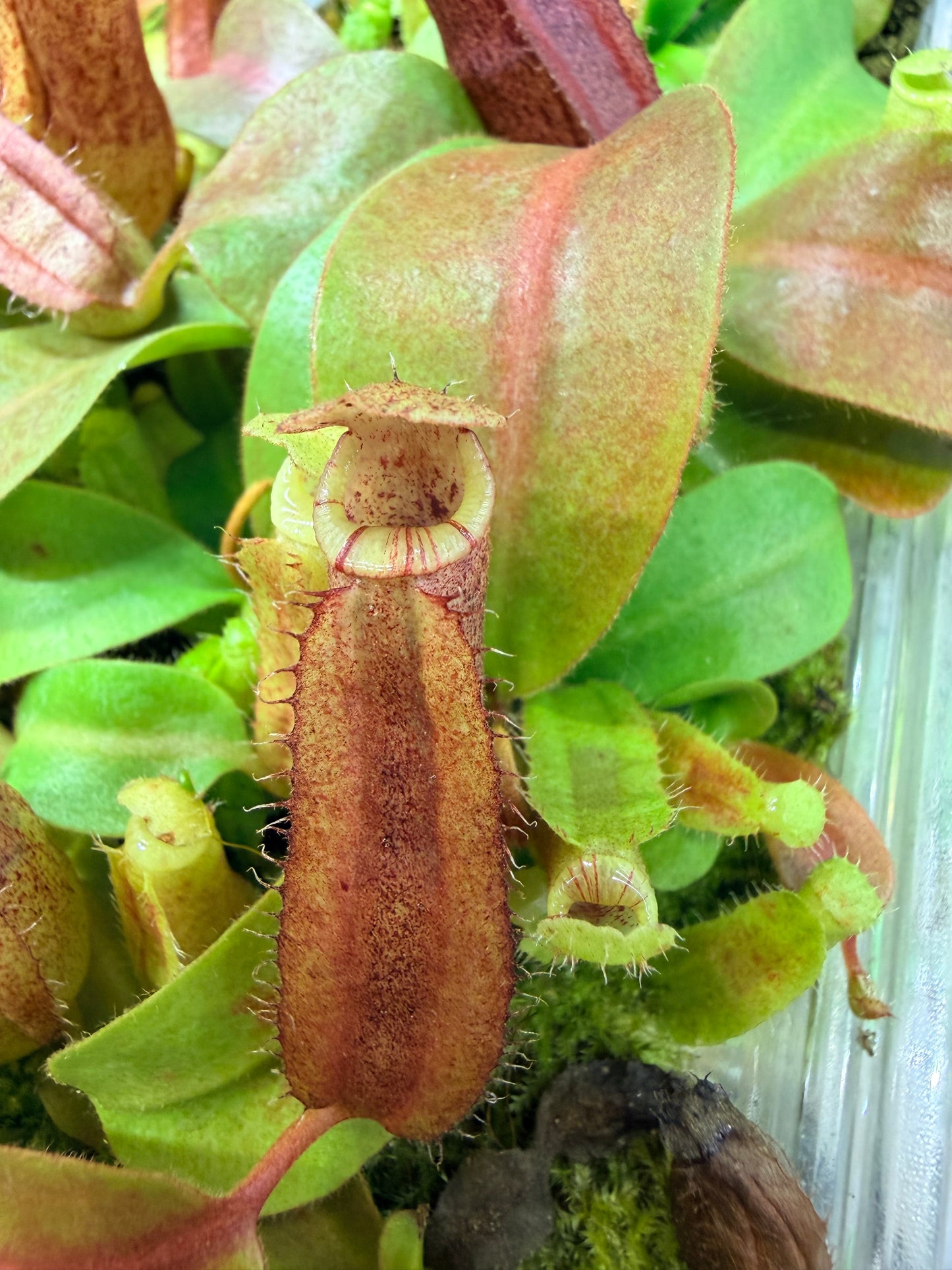 Nepenthes (platychila x vogelli) x veitchii 'Candy Dreams'