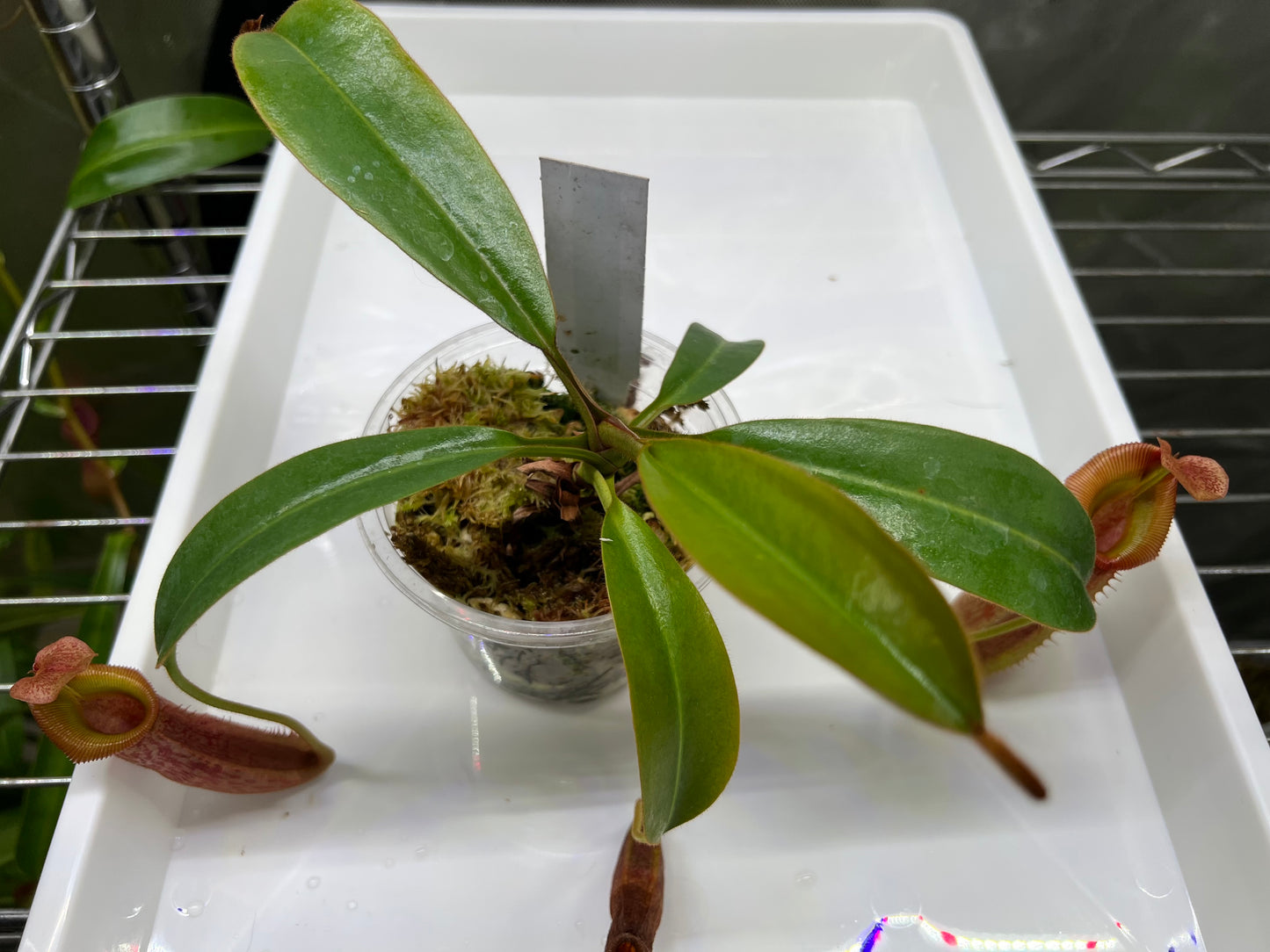 Nepenthes veitchii x (burbidgeae x edwardsiana) BE-4053 - Pitcher Perfect Plants
