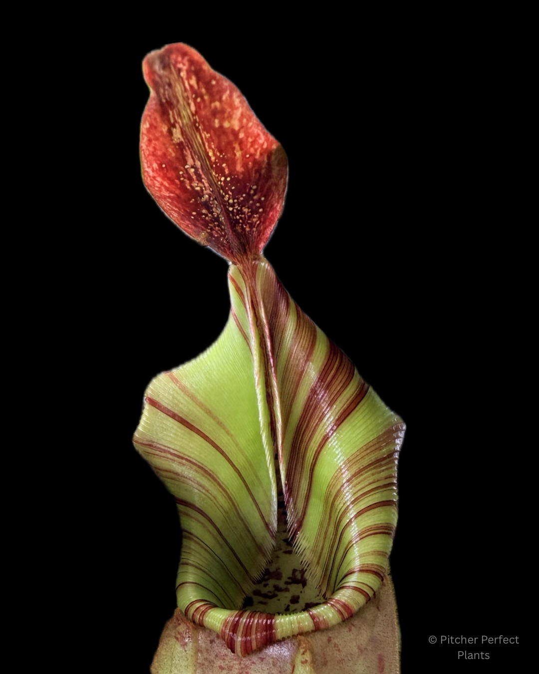Nepenthes veitchii Bareo, BE-4033 - Pitcher Perfect Plants