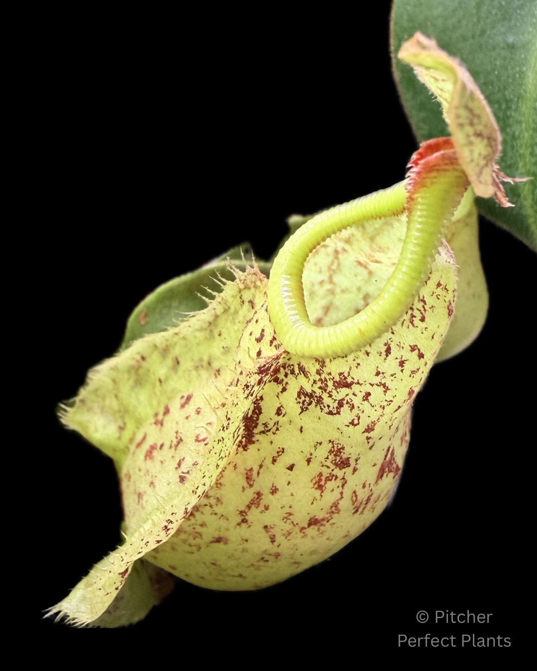 Nepenthes rafflesiana (JB x 'Thick Lip') – Pitcher Perfect Plants