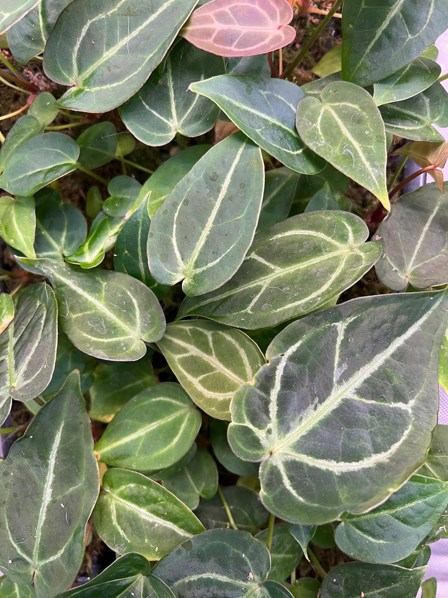 Anthurium magnificum (seed-grown) - Pitcher Perfect Plants