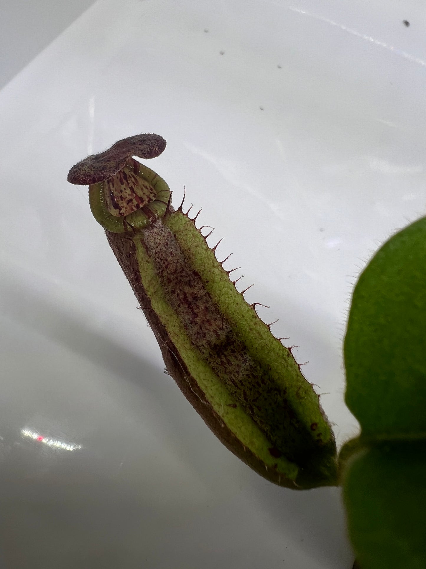 Nepenthes maxima 'Geoff Wong' x veitchii 'Candy Dreams'