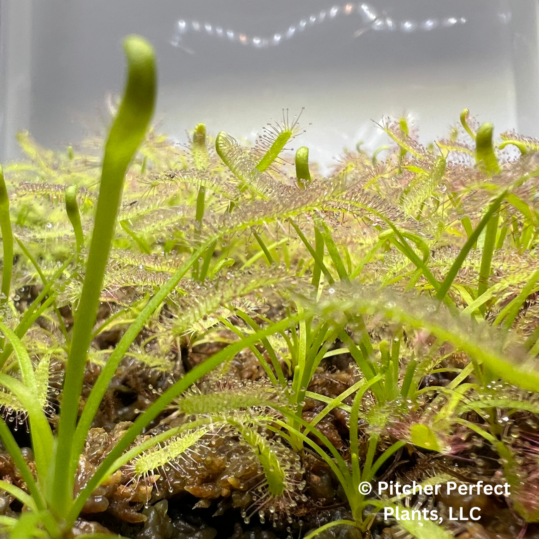 Cape Sundew (Drosera Capensis), White form, Seed-grown - Pitcher Perfect Plants