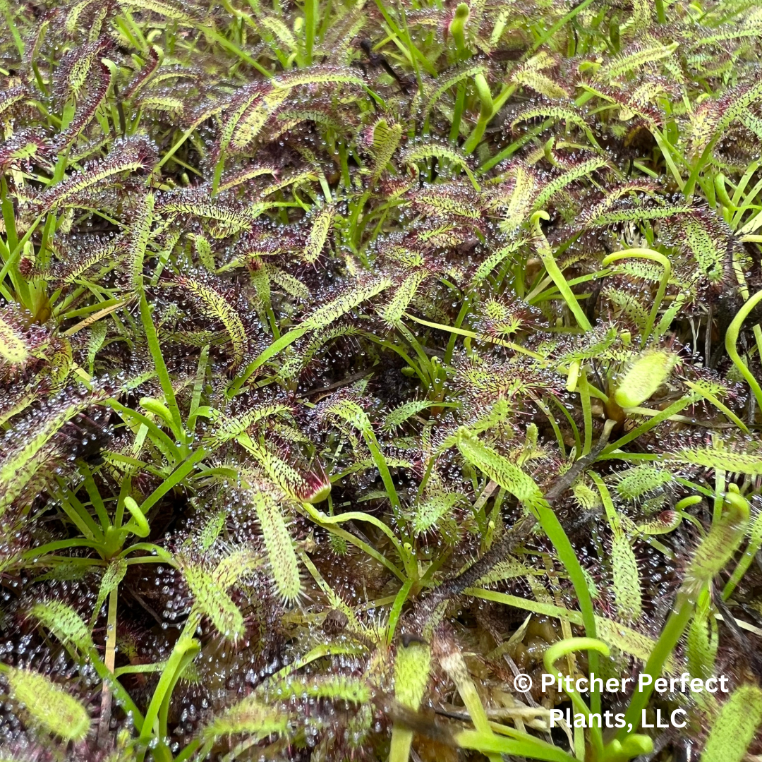 Cape Sundew (Drosera Capensis), Seed-grown - Pitcher Perfect Plants