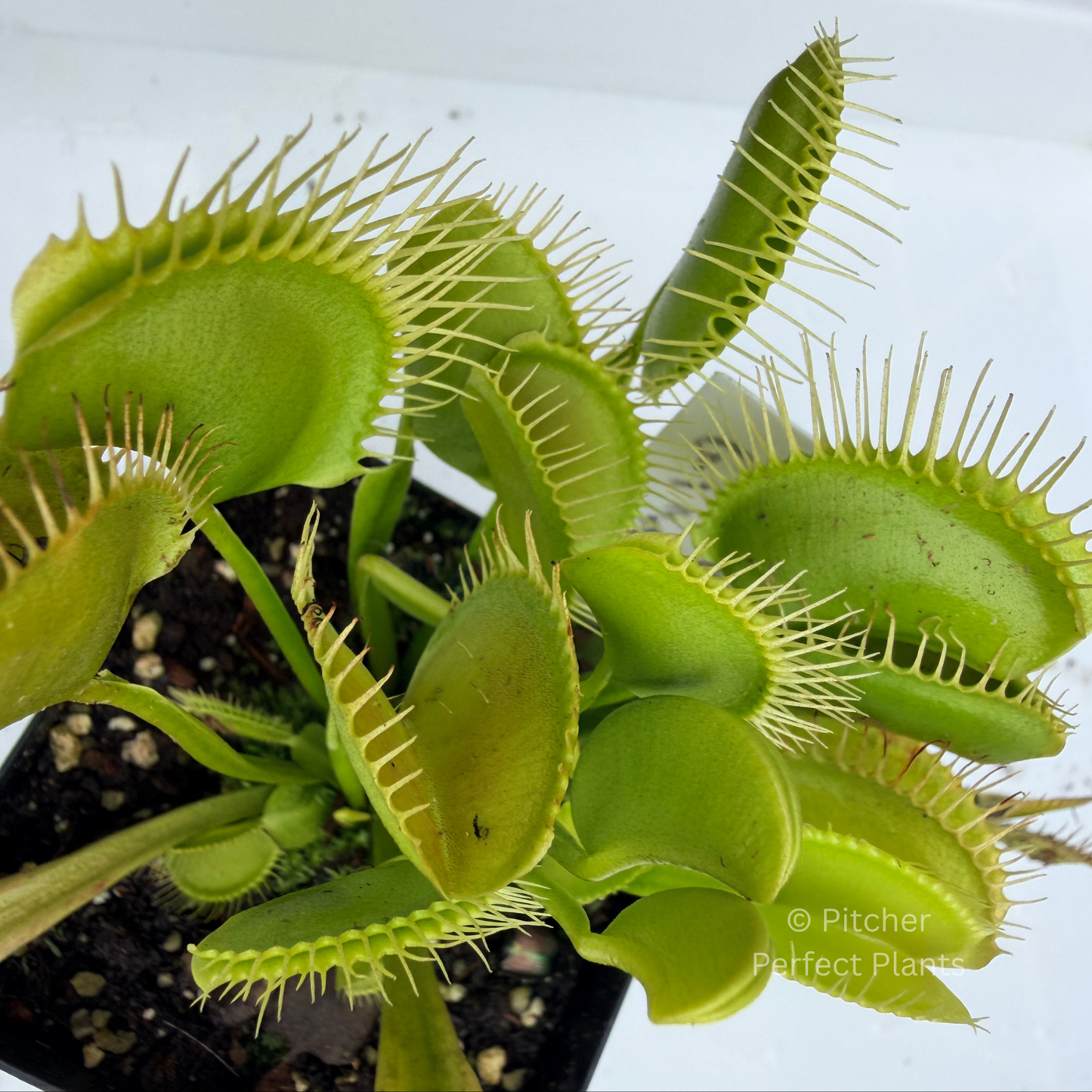 Dionaea muscipula "BCP Green Giant Form"