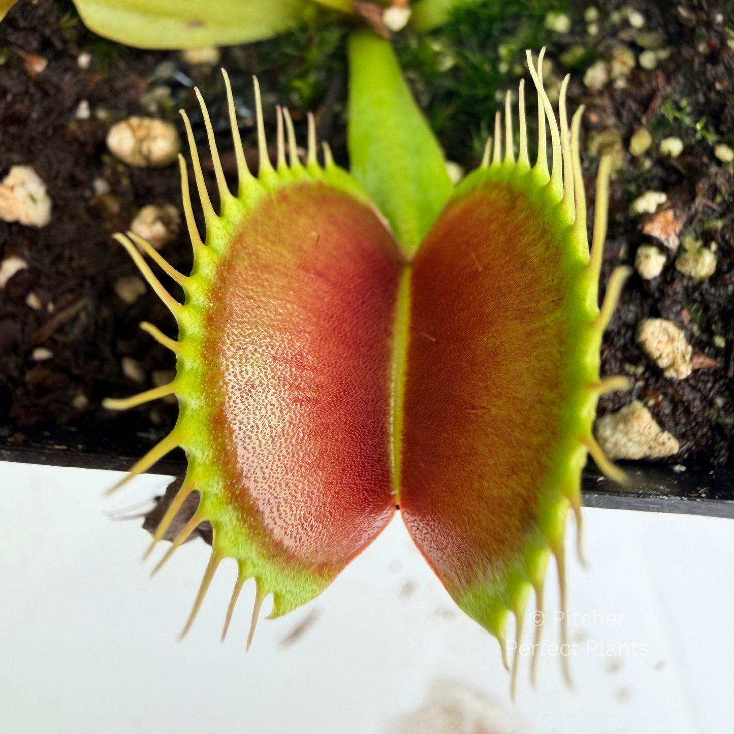 Dionaea muscipula "Red Jaws"