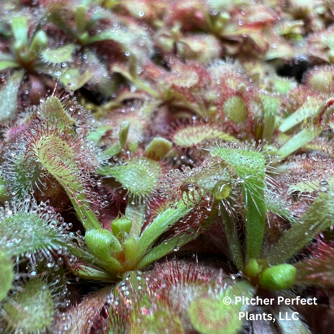Drosera venusta, Seed-grown - Pitcher Perfect Plants