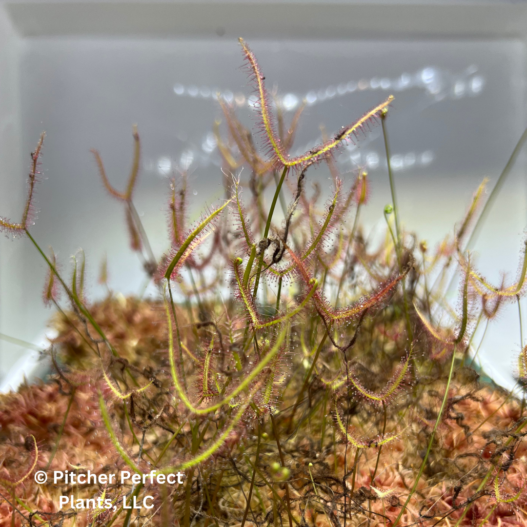 Drosera binata - Coromandel, NZ (warm temperate), Seed-grown - Pitcher Perfect Plants