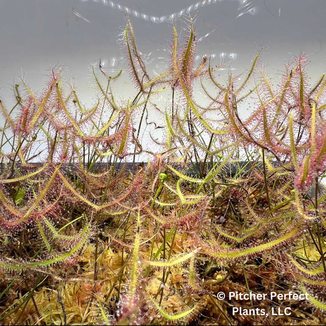 Drosera binata, dwarf red form (semi-troical), Seed-grown - Pitcher Perfect Plants