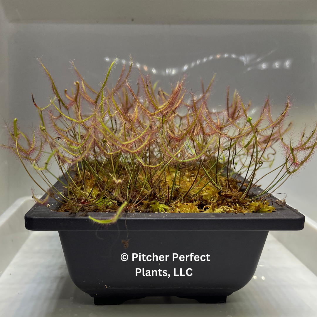 Drosera binata, dwarf red form (semi-troical), Seed-grown - Pitcher Perfect Plants