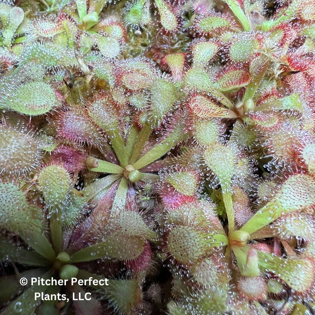 planting drosera seeds Drosera venusta, Seed-grown – Pitcher Perfect Plants