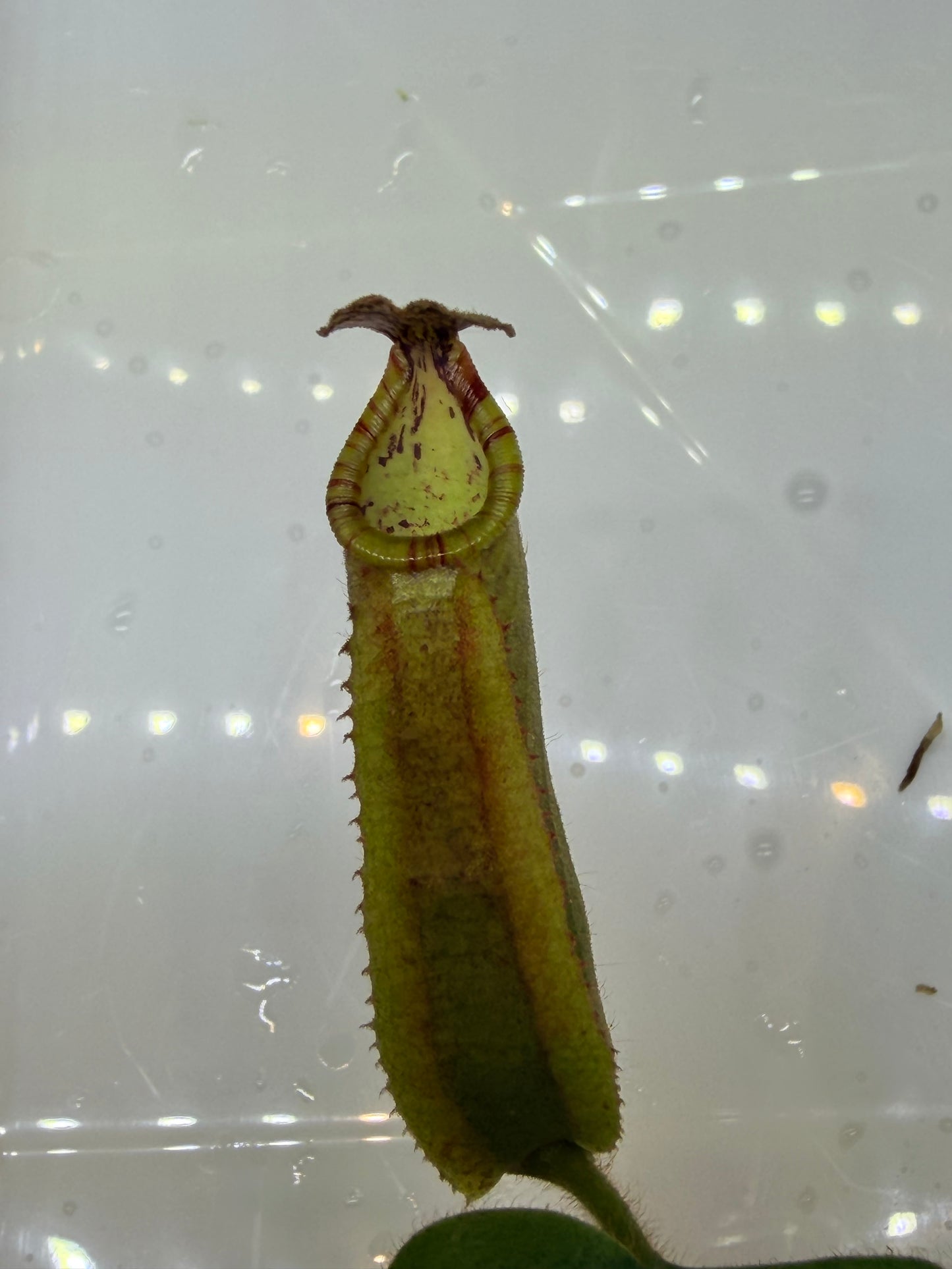 Nepenthes veitchii (JB x variegated (k)) - Pitcher Perfect Plants