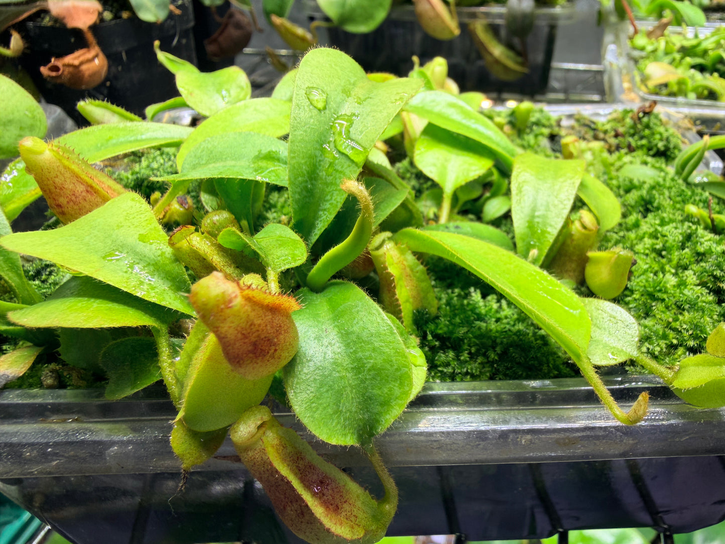 Nepenthes veitchii #5 x lowii