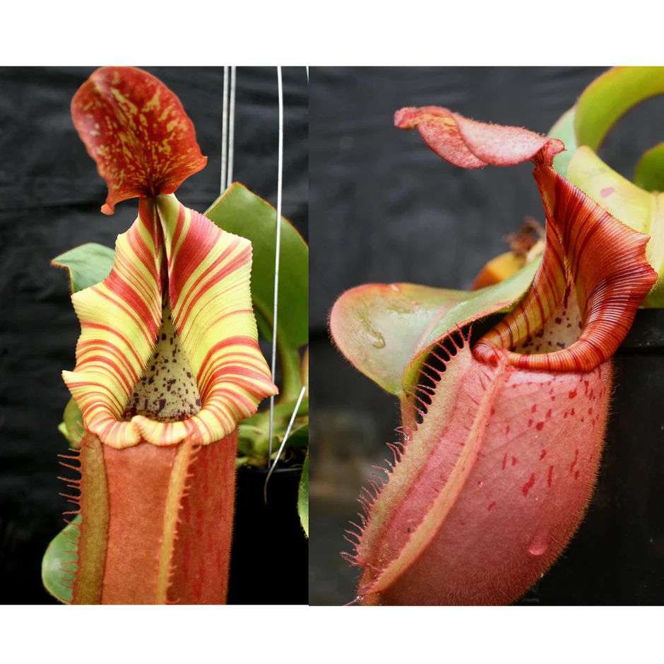 Nepenthes (Song of Melancholy x veitchii Pink Candy Cane) x veitchii (Akazukin x Bareo) - Pitcher Perfect Plants