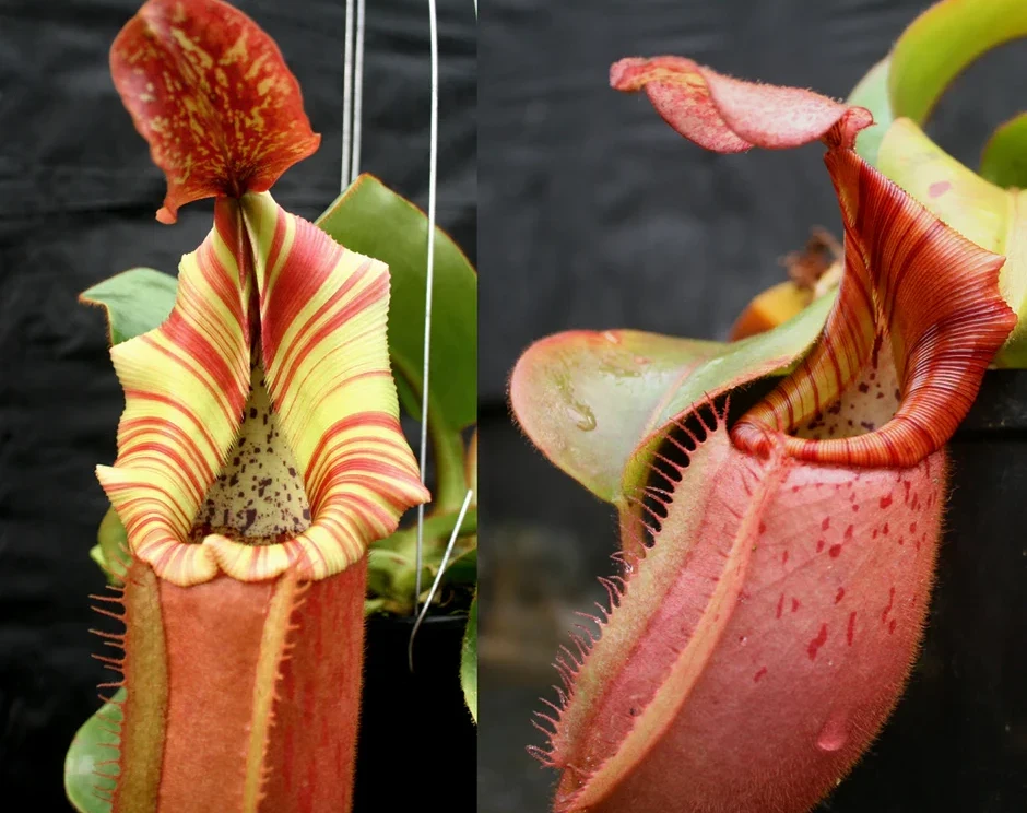 nepenthes pedal Nepenthes (Song of Melancholy x veitchii Pink Candy Cane) x veitchii ( – Pitcher Perfect Plants