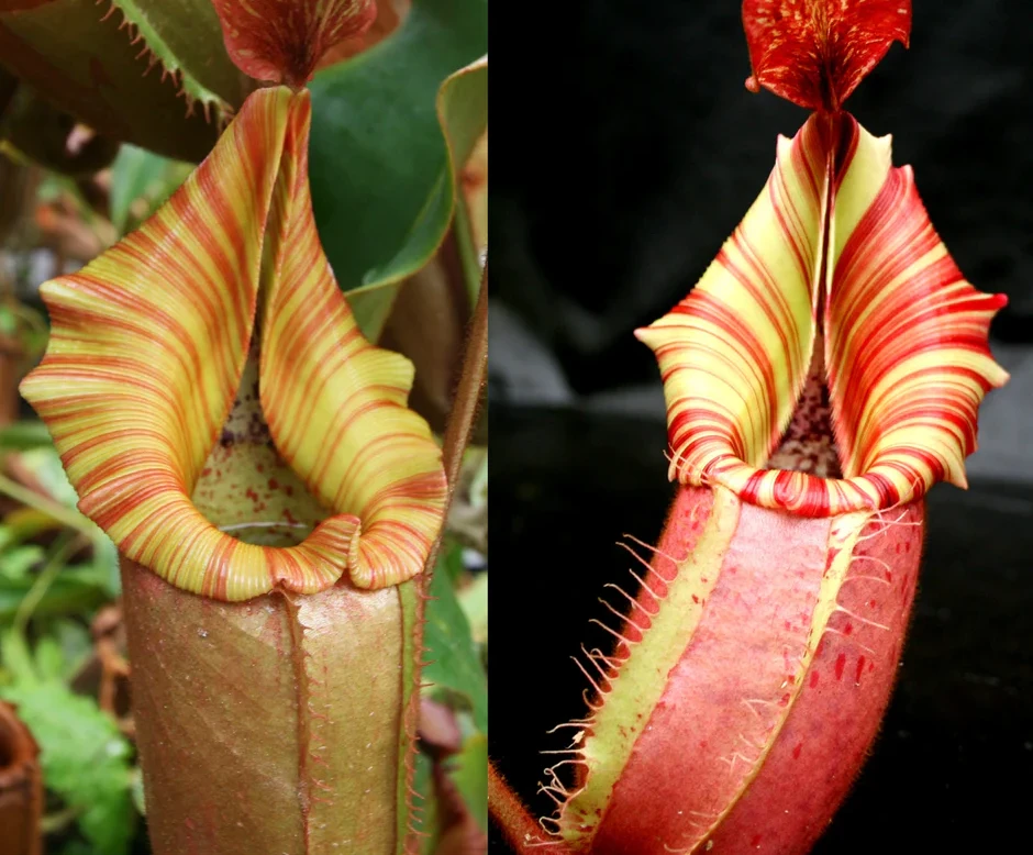 Nepenthes (Song of Melancholy x veitchii) #6 x veitchii "Candy Dreams" - Pitcher Perfect Plants