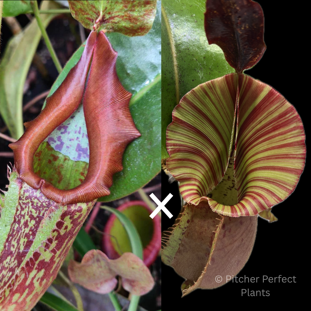 Nepenthes maxima 'Geoff Wong' x veitchii 'Candy Dreams' – Pitcher Nepenthes maxima 'Geoff Wong' x veitchii 'Candy Dreams' – Pitcher