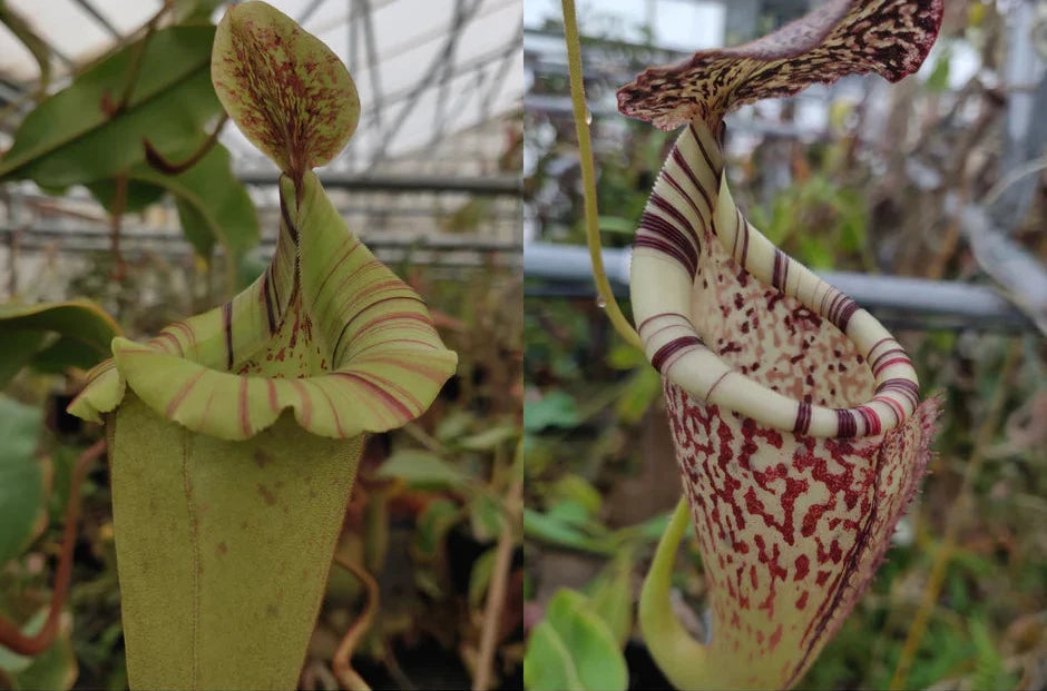 Nepenthes (veitchii 