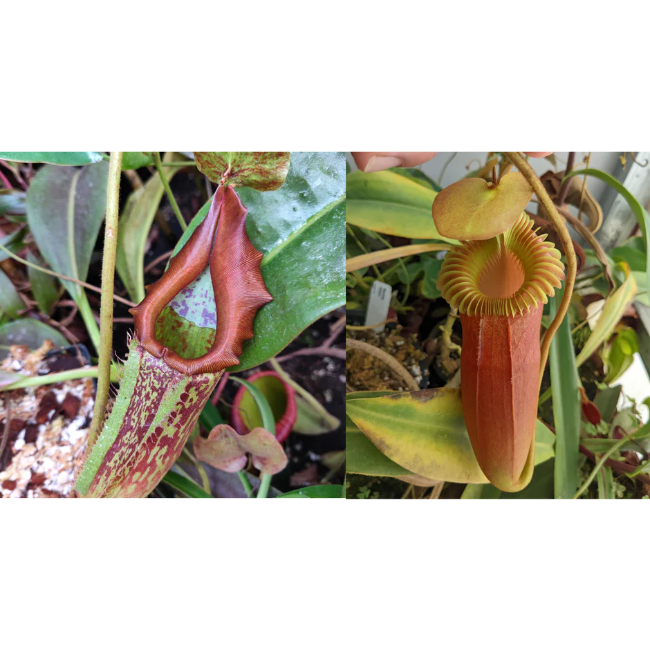 Nepenthes maxima Geoff Wong x Harryana - Pitcher Perfect Plants