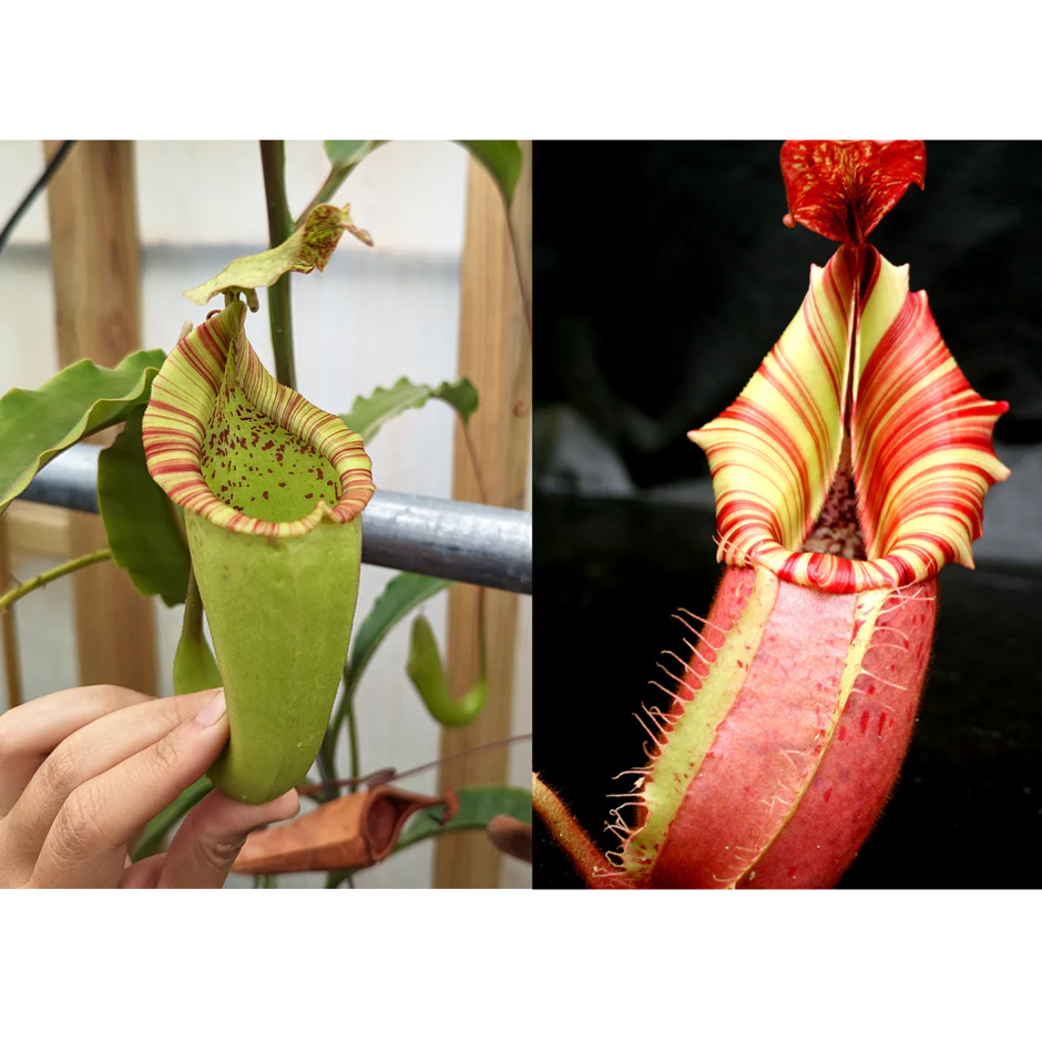 Nepenthes maxima Wavy Leaves Yamada x veitchii 'Candy Dreams' - Pitcher Perfect Plants