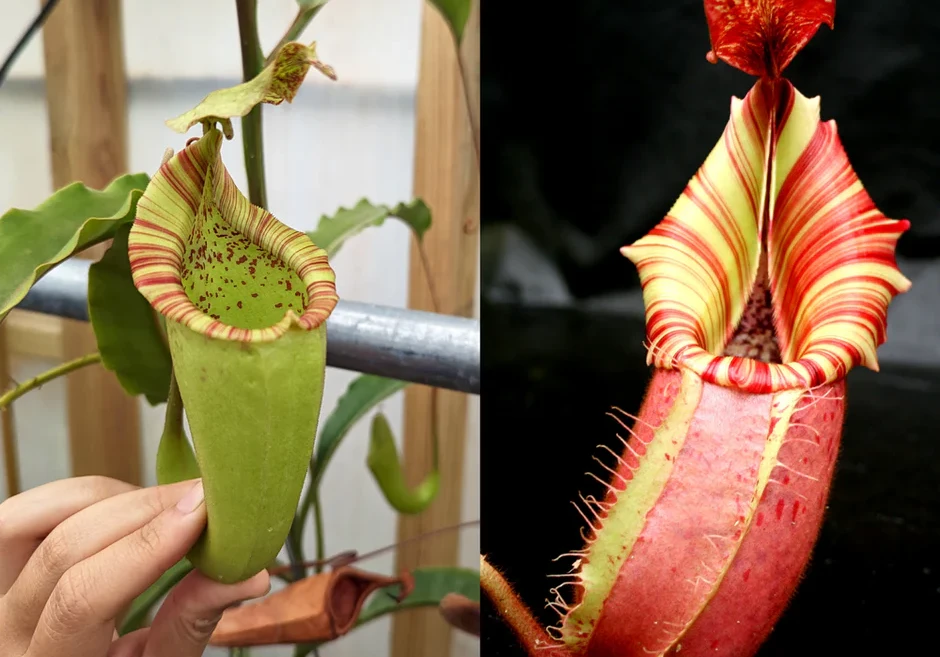 Nepenthes maxima Wavy Leaves Yamada x veitchii 'Candy Dreams' - Pitcher Perfect Plants