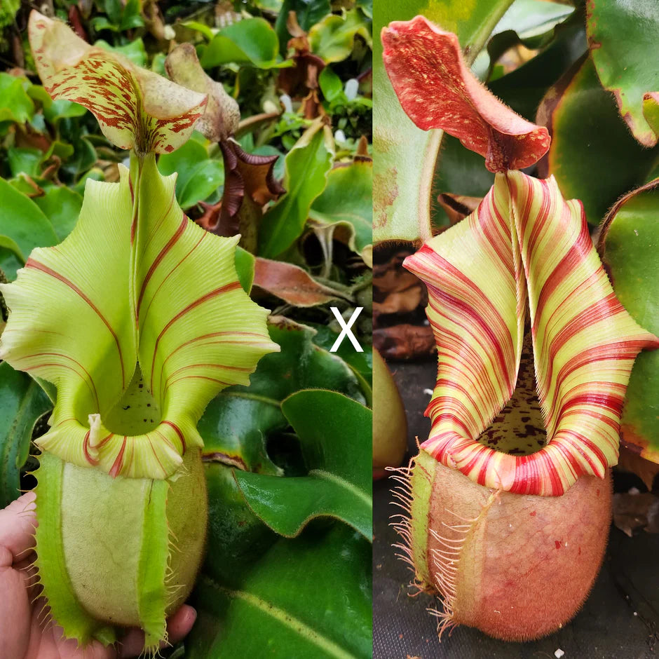 Nepenthes veitchii (Thai Bareo Giant x "Candy Dreams") - Pitcher Perfect Plants